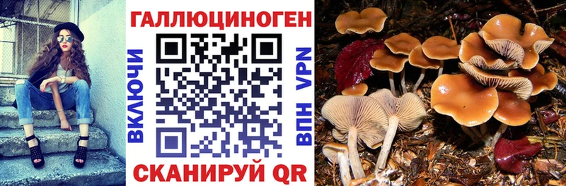 Псилоцибиновые грибы Cubensis Купить Конаково